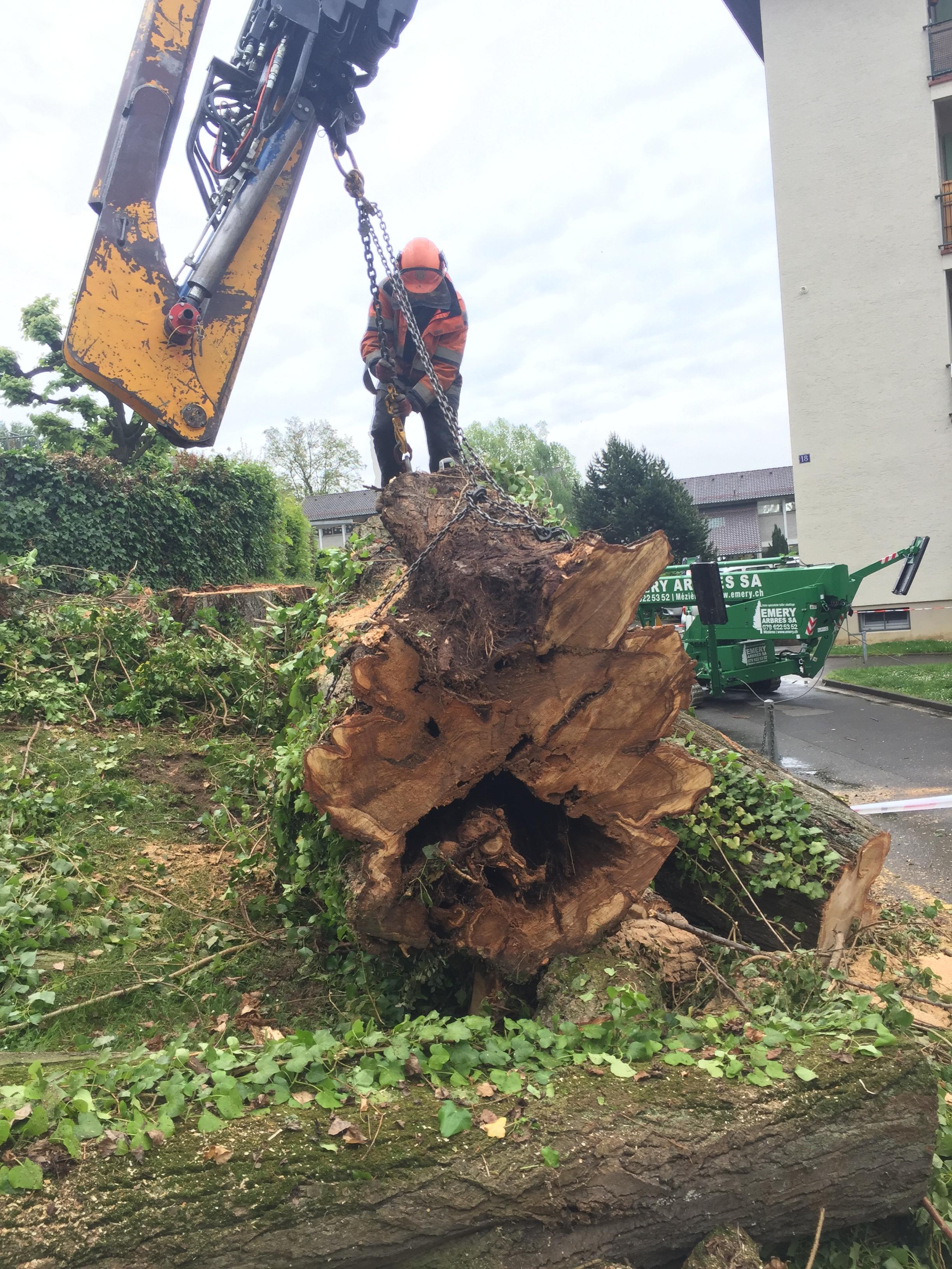 Abattage d'arbre dangereux — SAS POLYVIER Jura